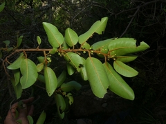 Sapotaceae