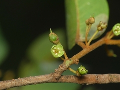 Sapotaceae