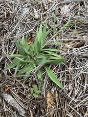 Dichanthelium strigosum