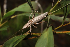 Larifugagraecia cornuta