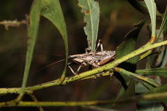 Larifugagraecia cornuta