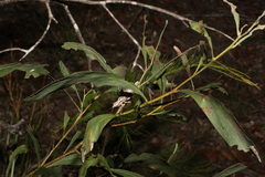 Larifugagraecia cornuta