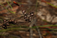 Haemodorum austroqueenslandicum
