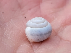 Praticolella mexicana