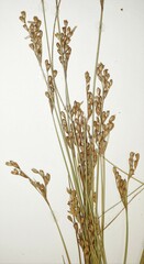 Juncus vaseyi