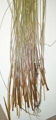 Juncus vaseyi