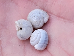 Praticolella mexicana