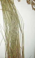Juncus vaseyi