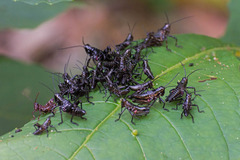 Chromacris speciosa