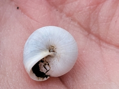 Praticolella mexicana