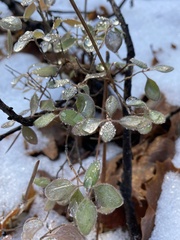 Symphoricarpos mollis
