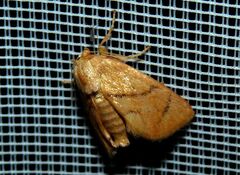 Apoda limacodes