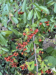 Pyracantha angustifolia