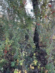 Pyracantha angustifolia