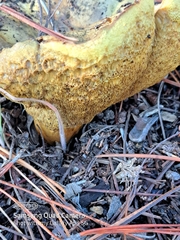 Buchwaldoboletus sphaerocephalus