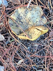 Buchwaldoboletus sphaerocephalus