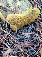 Buchwaldoboletus sphaerocephalus