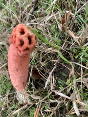 Simblum sphaerocephalum