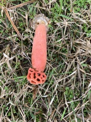 Simblum sphaerocephalum