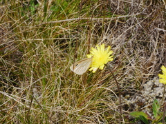 Argyrophenga antipodum