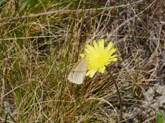 Argyrophenga antipodum