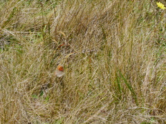 Argyrophenga antipodum