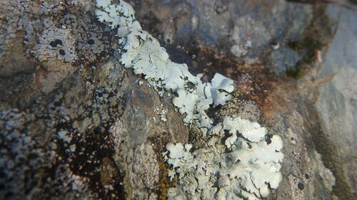 rock shield lichens