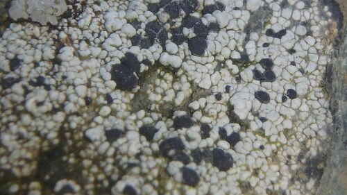 Common Button Lichen