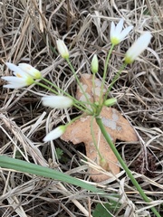 Nothoscordum bivalve