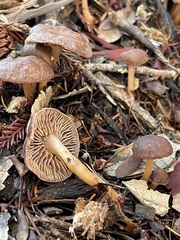 Gymnopus fuscopurpureus