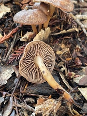 Gymnopus fuscopurpureus