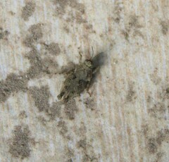 Paratettix mexicanus