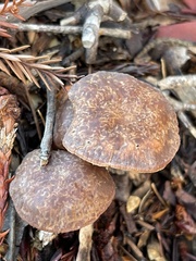 Gymnopus fuscopurpureus
