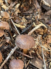 Gymnopus fuscopurpureus