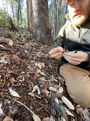 Gymnopus fuscopurpureus