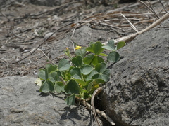 Oxalis megalorrhiza