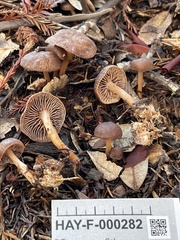 Gymnopus fuscopurpureus