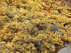 Pelvetia canaliculata