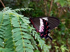 Parides ascanius