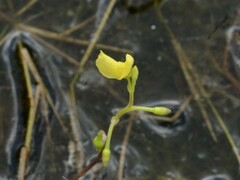 Utricularia aurea