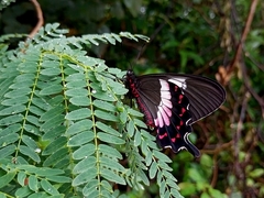 Parides ascanius