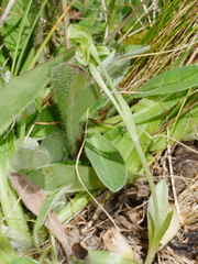 Pterostylis tanypoda