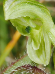Pterostylis tanypoda
