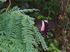 Parides ascanius