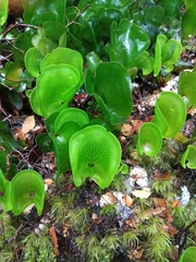 Hymenophyllum nephrophyllum