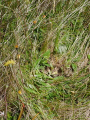 Pterostylis tanypoda