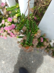 Pimelea ferruginea