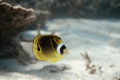 Chaetodon lunula