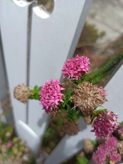 Pimelea ferruginea