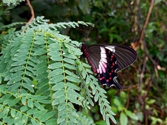 Parides ascanius